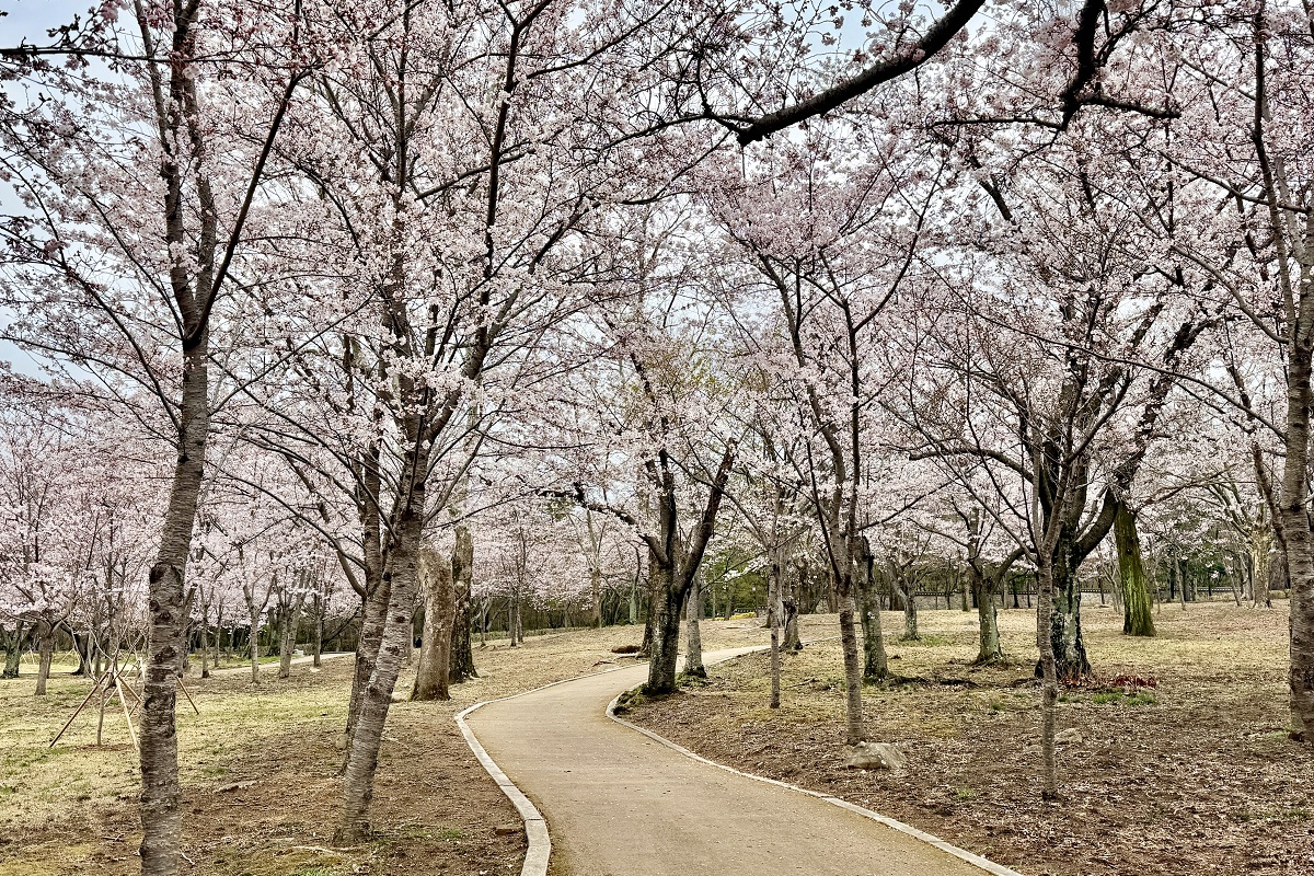 【韓國釜山旅遊】慶州佛國寺 Bulguksa 2026：慶州賞櫻第一景點，櫻花林美勝收，韓國國寶與世界文化遺產